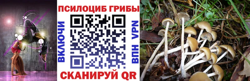 Псилоцибиновые грибы Magic Shrooms  KRAKEN ТОР  Новодвинск 